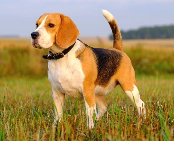 Beagle Köpekleri, Sevimli ve Enerjik Ev Arkadaşları