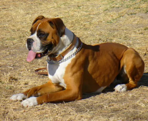 Boxer Köpek Irkı Bakımı ve Özellikleri