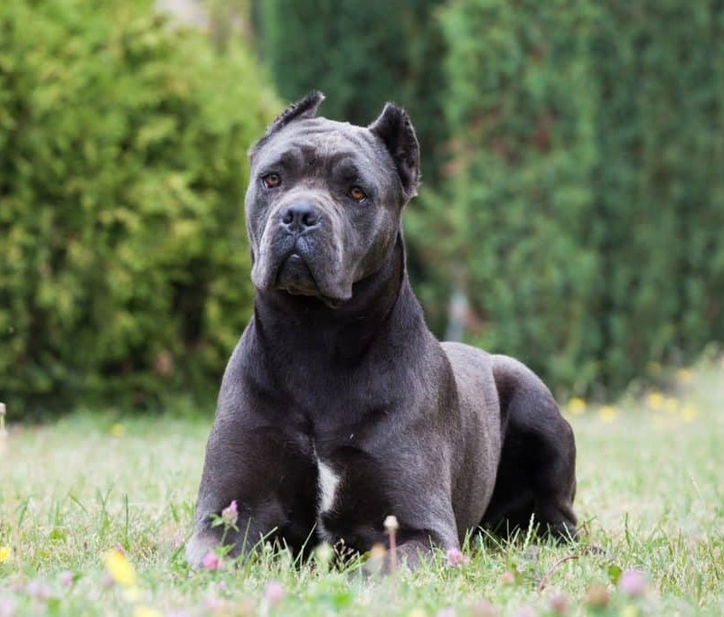 Cane Corso, İtalya’nın Güçlü ve Zarif Koruma Köpeği