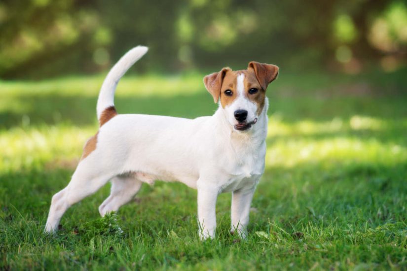 Jack Russell Terrier, Enerji Dolu ve Zeki Bir Irk