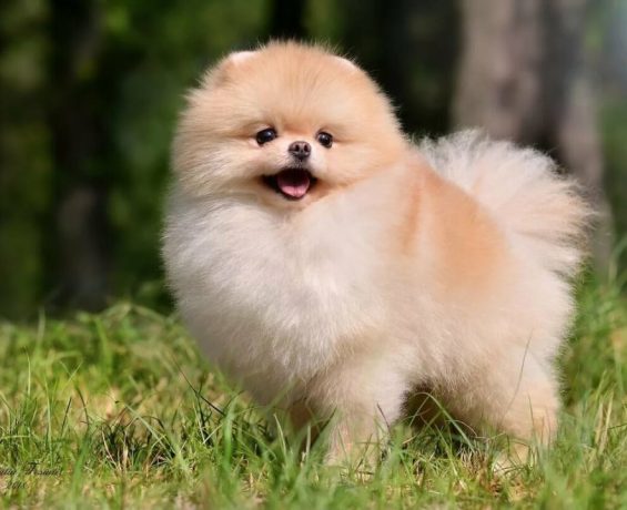 Pomeranian Boo Sevimliliğiyle Kalpleri Fetheden Bir Cins