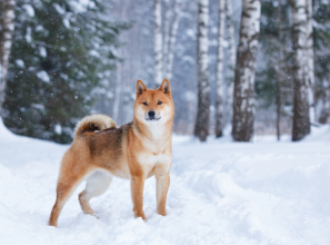 Shiba Inu Köpeği Japonya’nın Geleneksel Bekçisi