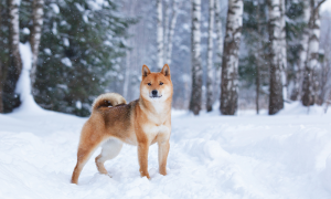 Shiba Inu Köpeği Japonya’nın Geleneksel Bekçisi