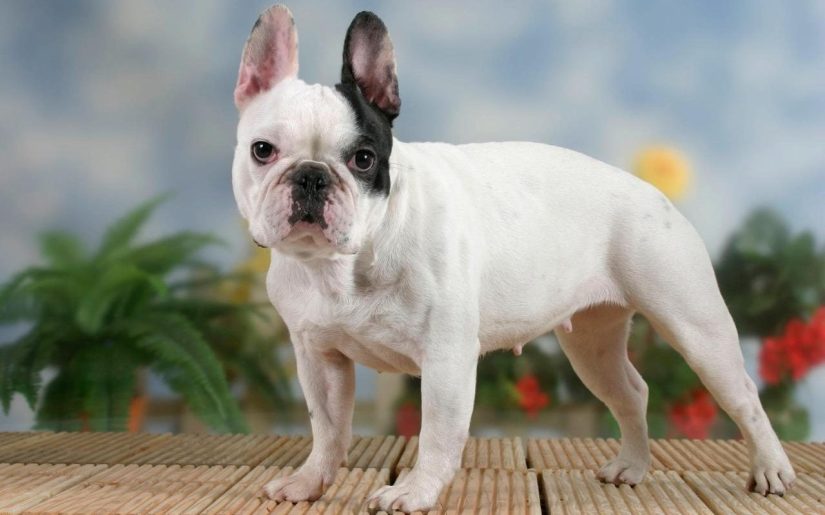 Fransız Bulldog, Sevimli ve Enerjik Bir Ev Arkadaşı