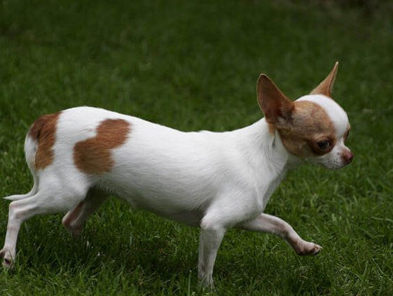 Küçük Bir Harika: Şivava Köpeği