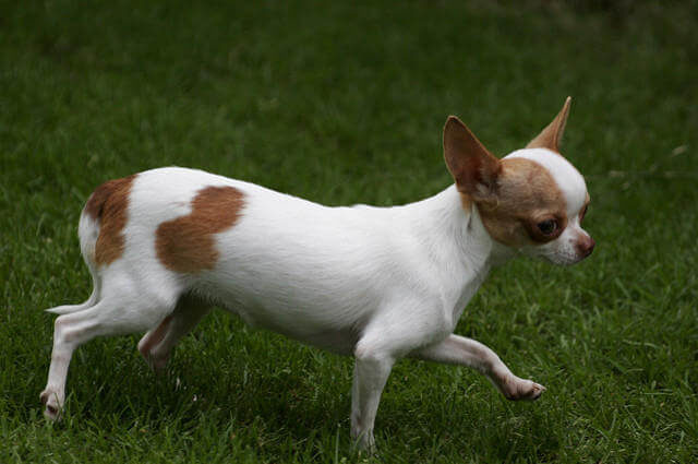 Küçük Bir Harika: Şivava Köpeği