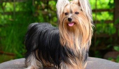 Yorkshire Terrier Sevimli ve Zarif Bir Minyatür Irk